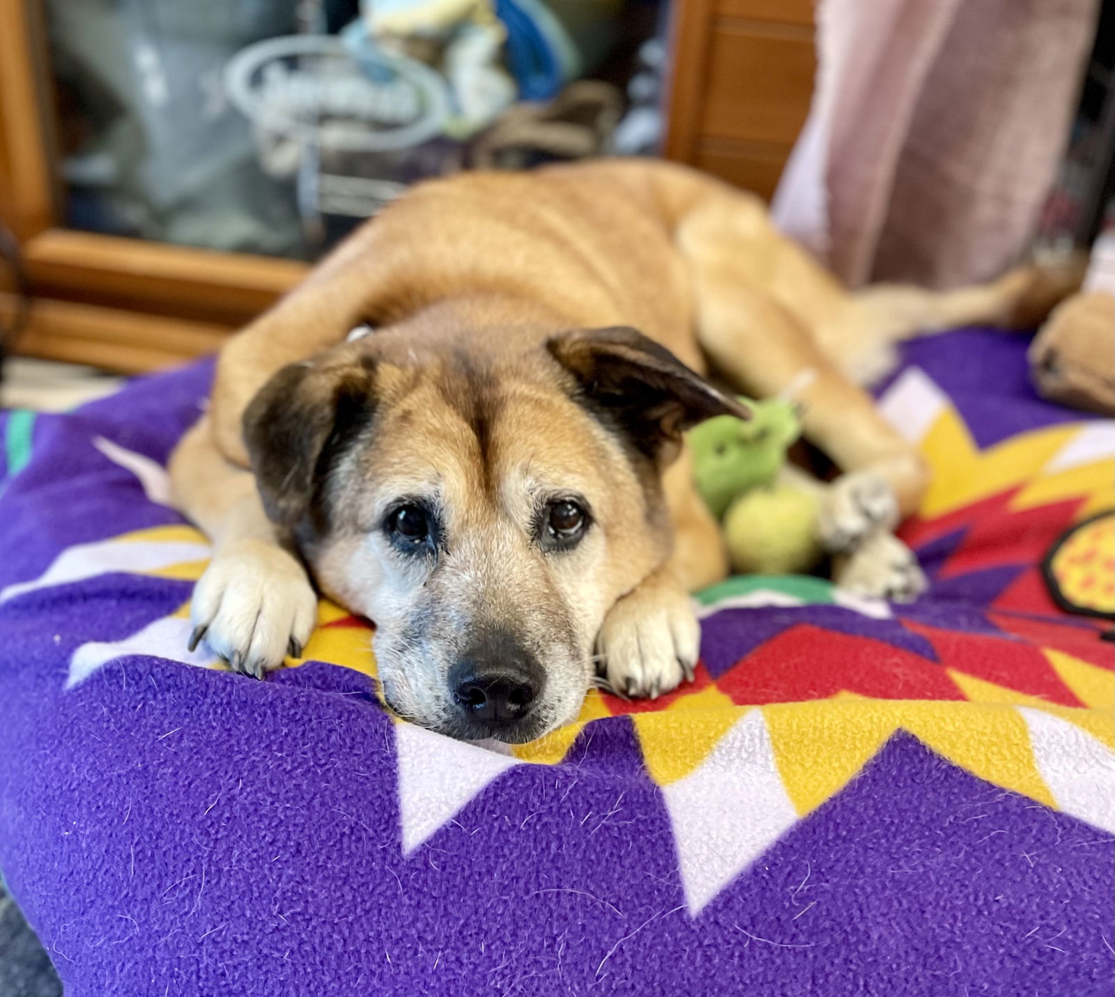 Tasha, an adoptable Chow Chow in MARATHON, FL, 33050 | Photo Image 2