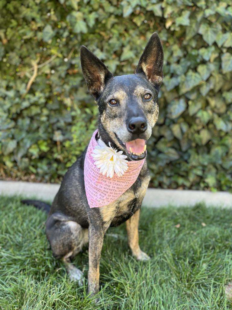 Harley The Good, an adoptable German Shepherd Dog in Salt Lake City, UT, 84171 | Photo Image 1