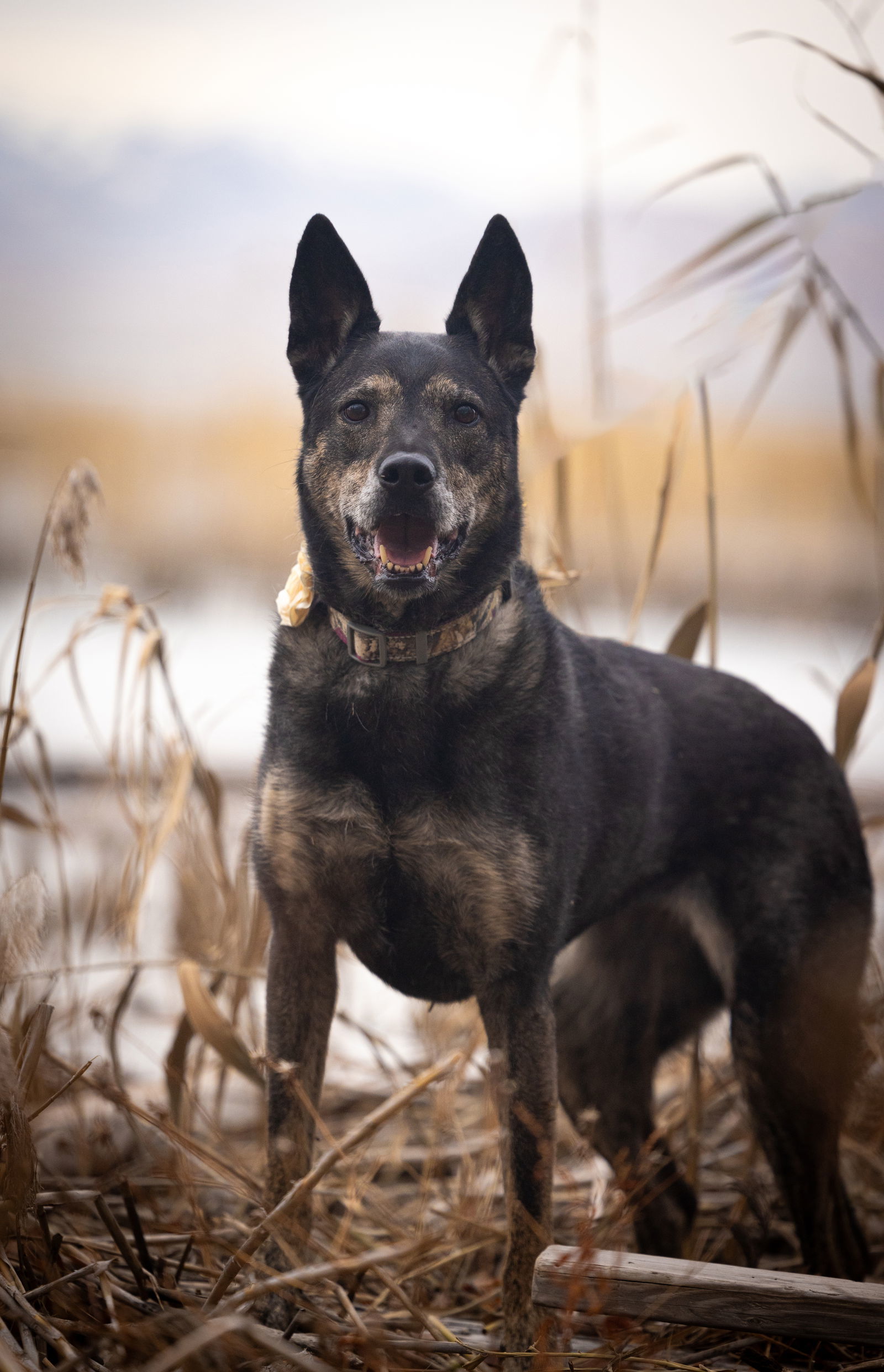 Harley The Good, an adoptable German Shepherd Dog in Salt Lake City, UT, 84171 | Photo Image 1