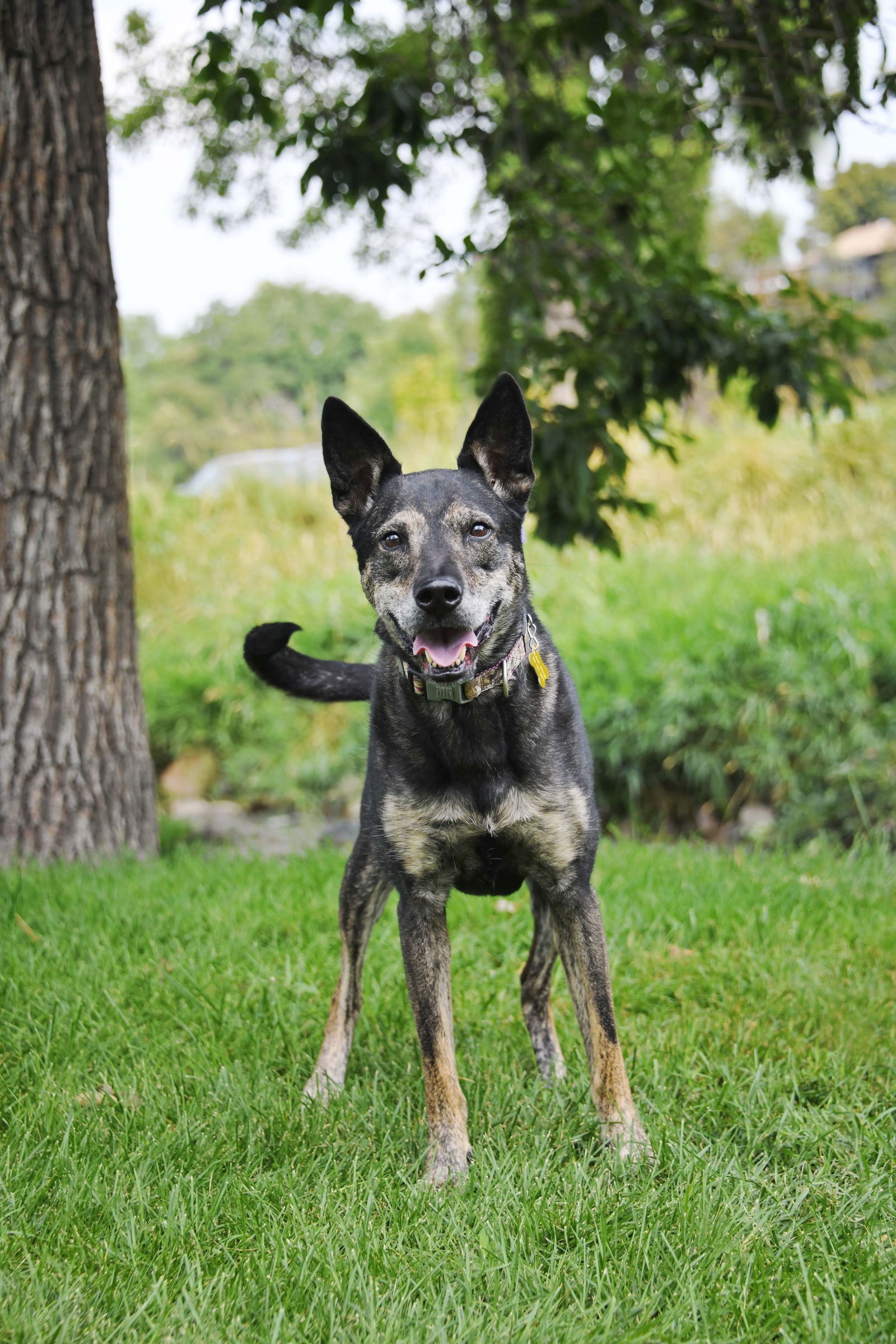 Harley The Good, an adoptable German Shepherd Dog in Salt Lake City, UT, 84171 | Photo Image 2