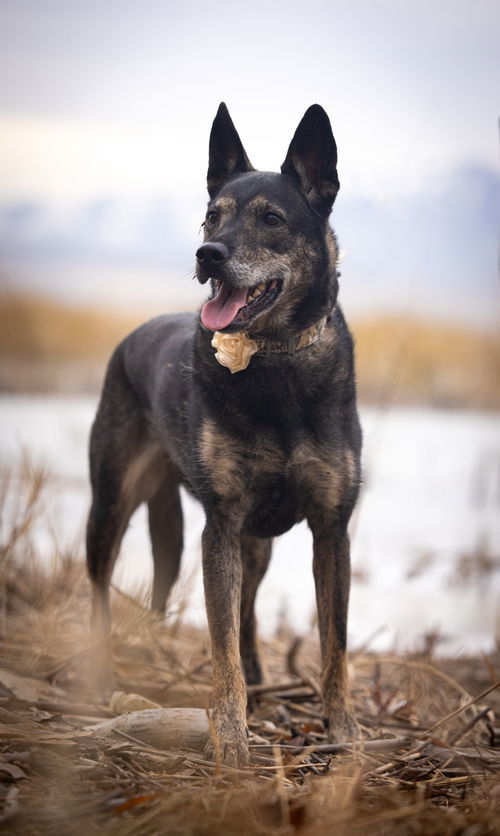 Harley The Good, an adoptable German Shepherd Dog in Salt Lake City, UT, 84171 | Photo Image 2