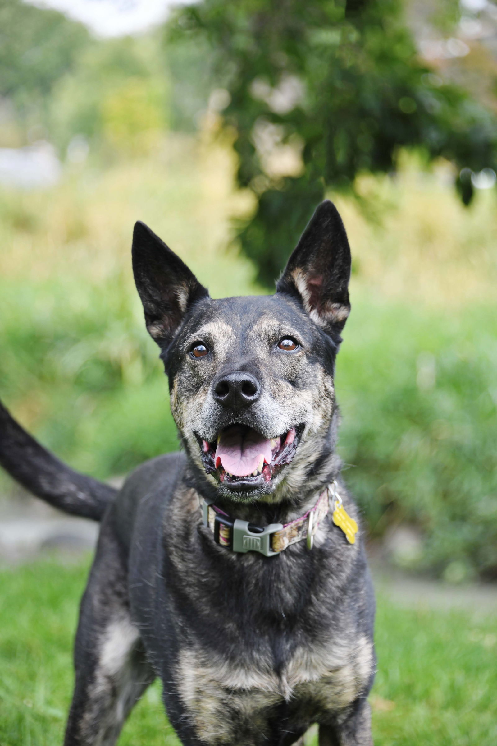 Harley The Good, an adoptable German Shepherd Dog in Salt Lake City, UT, 84171 | Photo Image 3