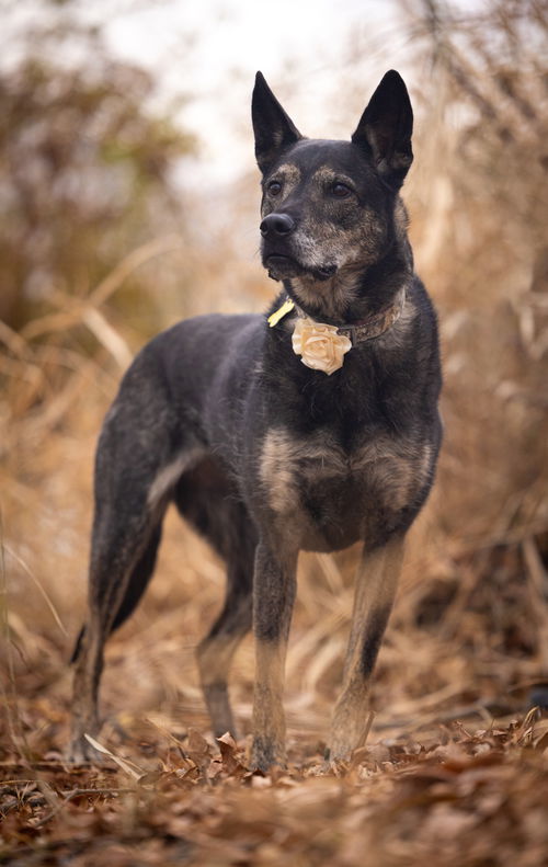 Harley The Good, an adoptable German Shepherd Dog in Salt Lake City, UT, 84171 | Photo Image 3