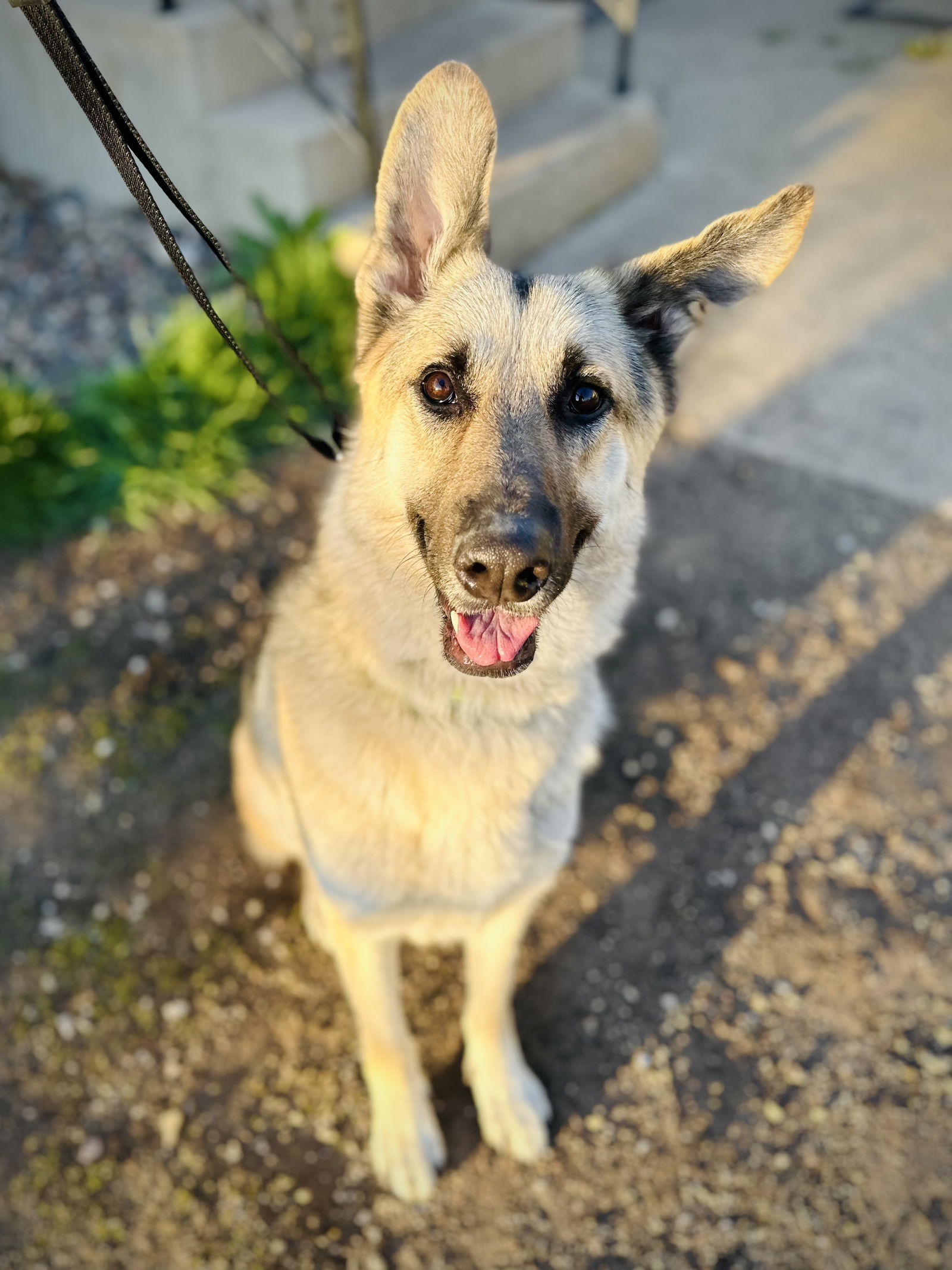 Milo, an adoptable German Shepherd Dog in Hugo, MN, 55038 | Photo Image 1