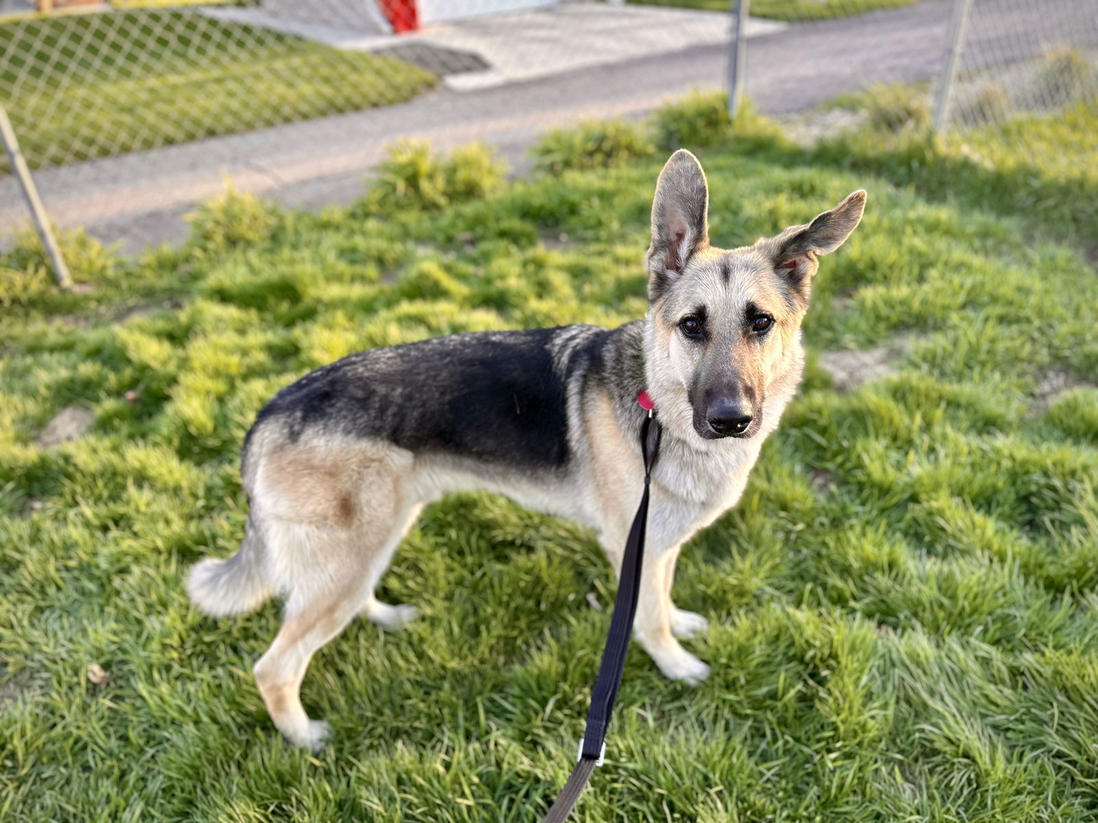 Milo, an adoptable German Shepherd Dog in Hugo, MN, 55038 | Photo Image 2