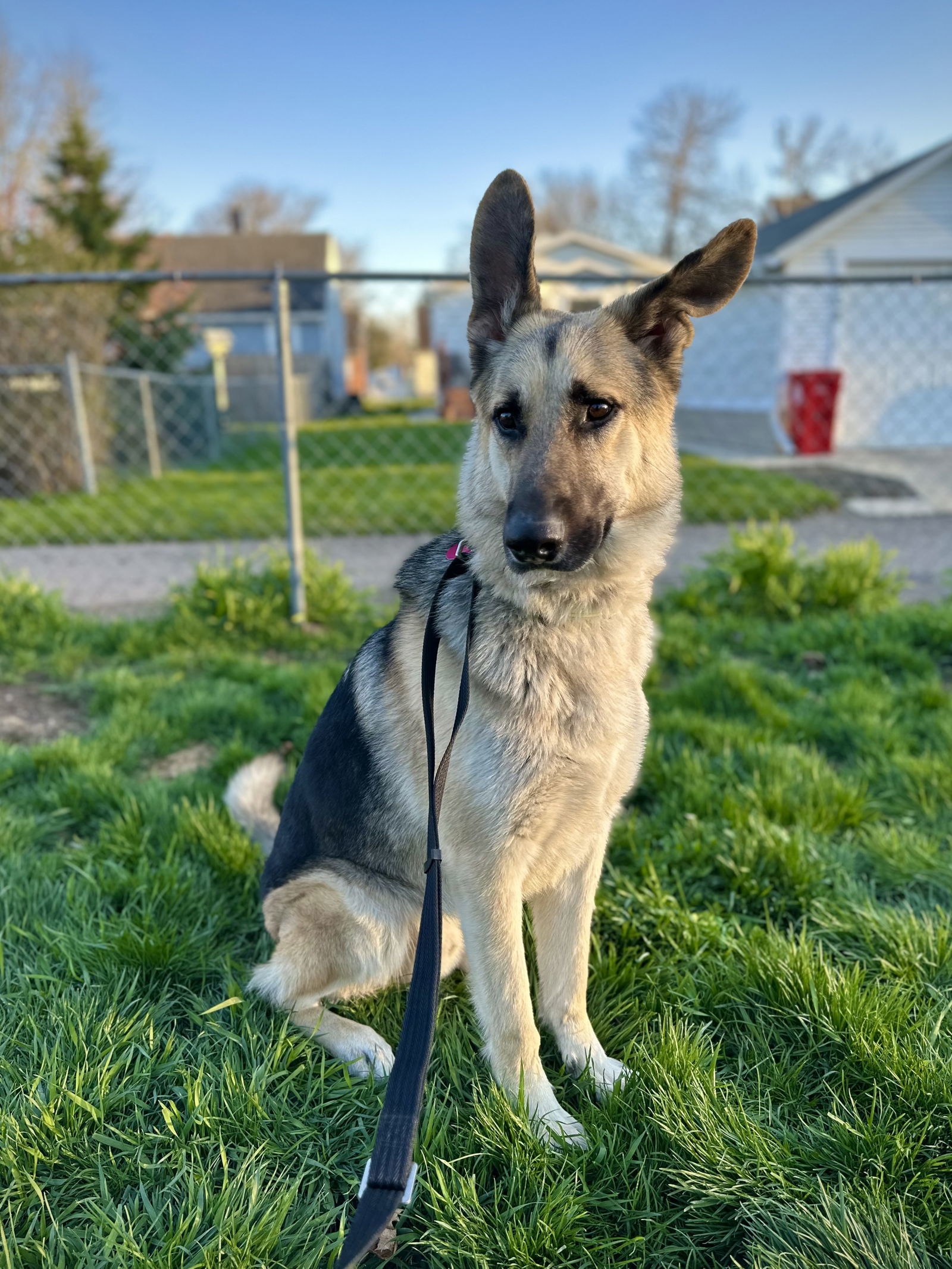 Milo, an adoptable German Shepherd Dog in Hugo, MN, 55038 | Photo Image 3