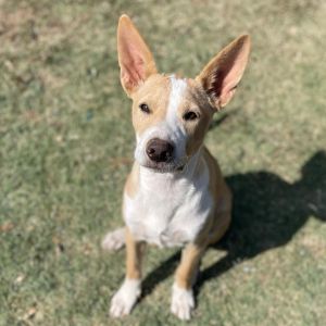 Sheldon, Young Male Chihuahua