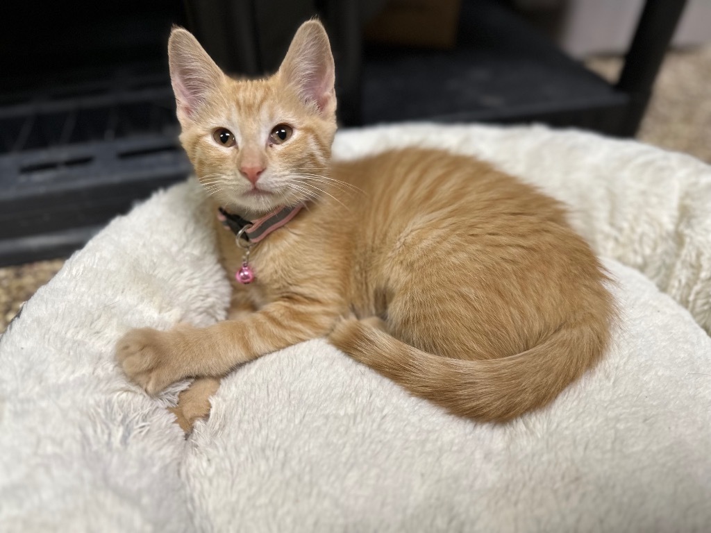 Gia, an adoptable Domestic Short Hair in Pratt, KS, 67124 | Photo Image 1