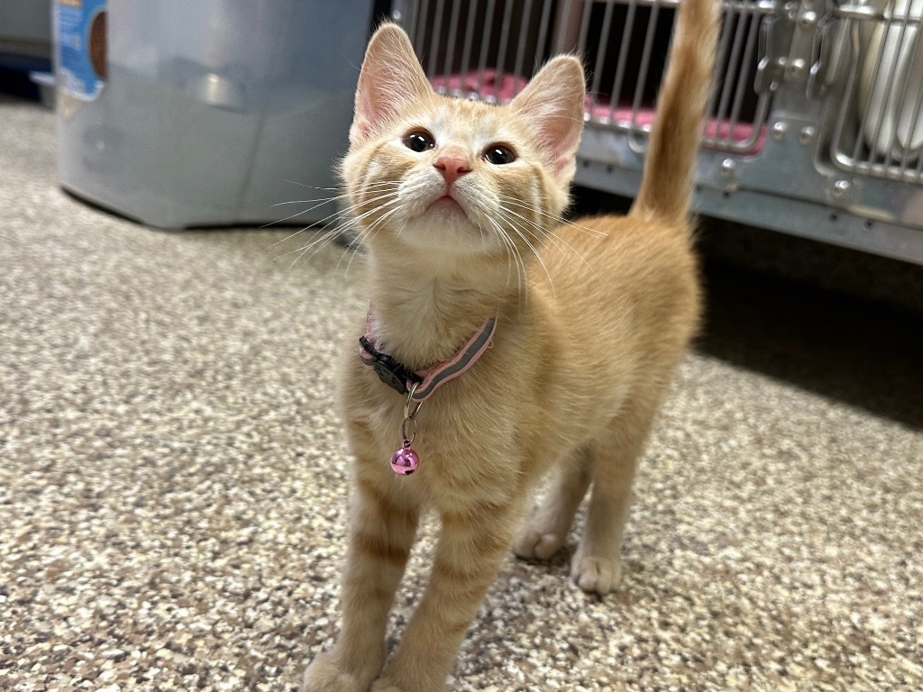 Gia, an adoptable Domestic Short Hair in Pratt, KS, 67124 | Photo Image 2