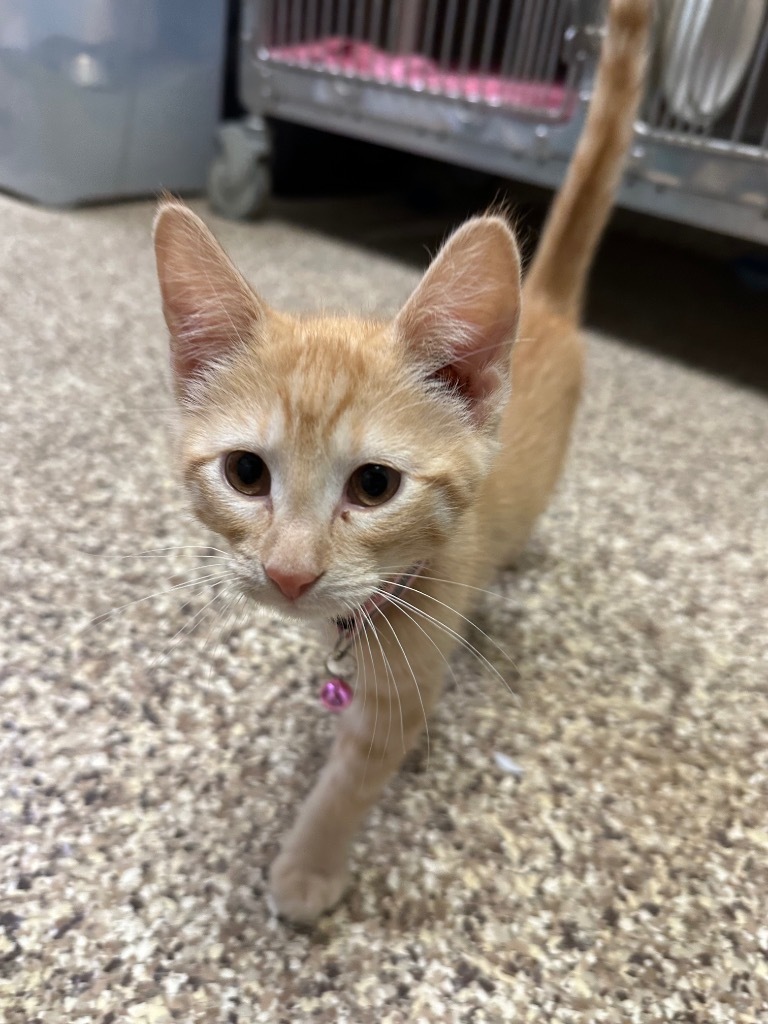 Gia, an adoptable Domestic Short Hair in Pratt, KS, 67124 | Photo Image 3