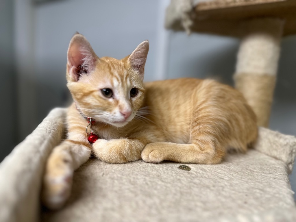 Joey, an adoptable Domestic Short Hair in Pratt, KS, 67124 | Photo Image 1