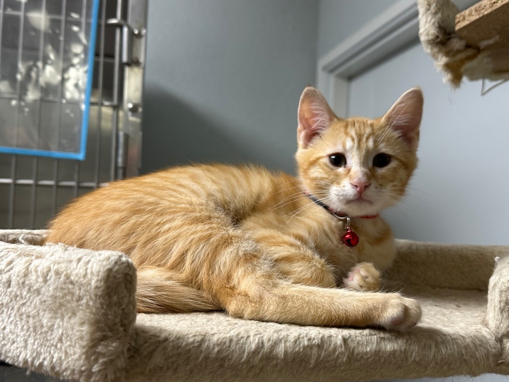 Joey, an adoptable Domestic Short Hair in Pratt, KS, 67124 | Photo Image 2