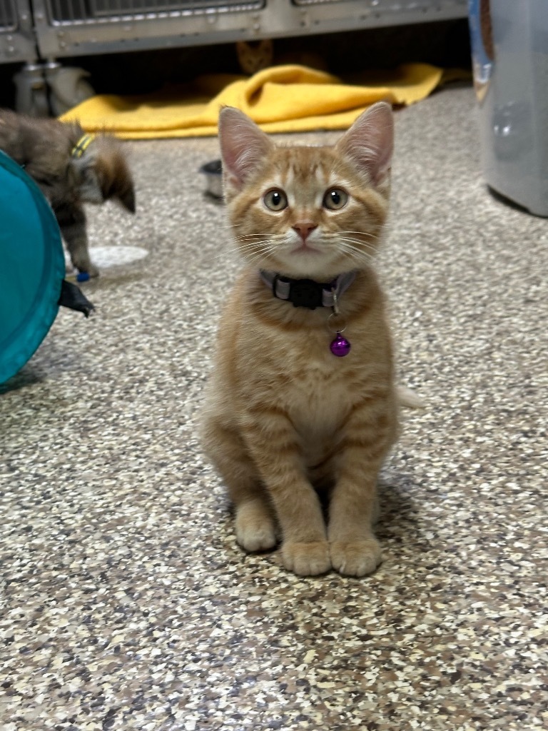 Stephanie, an adoptable Domestic Short Hair in Pratt, KS, 67124 | Photo Image 1