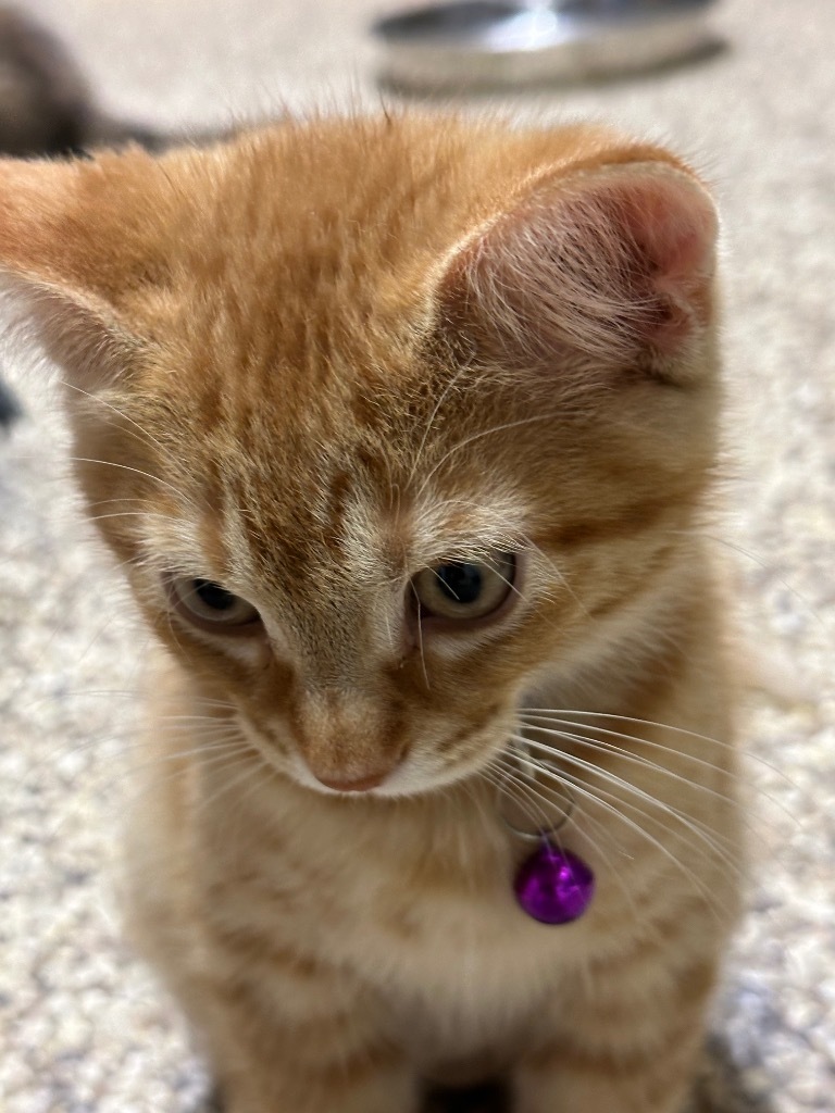 Stephanie, an adoptable Domestic Short Hair in Pratt, KS, 67124 | Photo Image 2