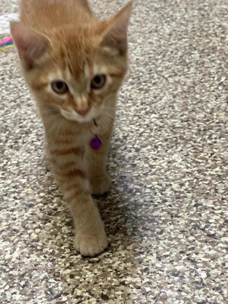 Stephanie, an adoptable Domestic Short Hair in Pratt, KS, 67124 | Photo Image 3