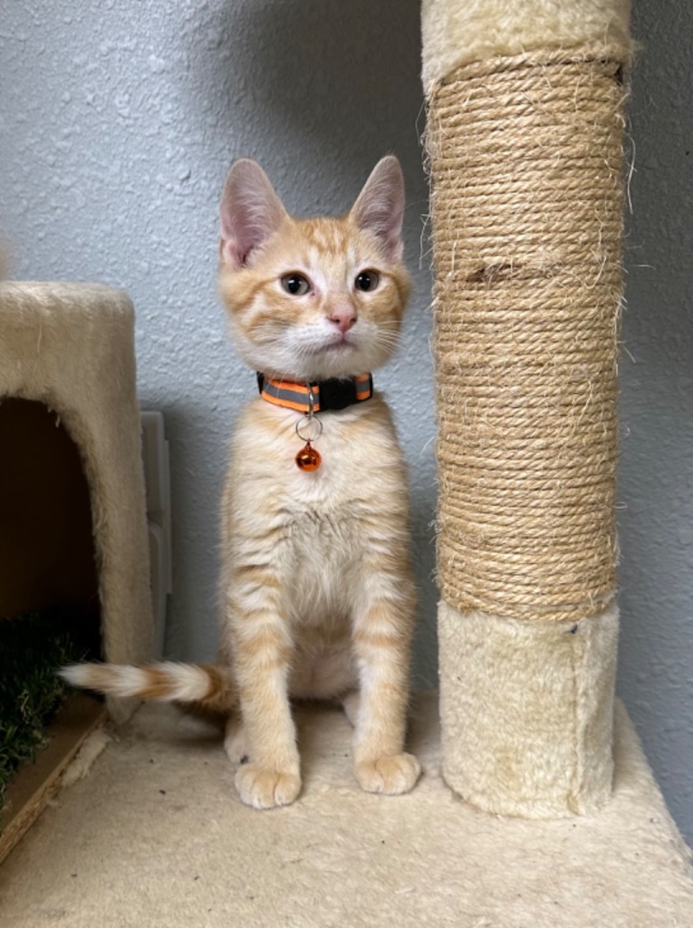 Jesse, an adoptable Domestic Short Hair in Pratt, KS, 67124 | Photo Image 1