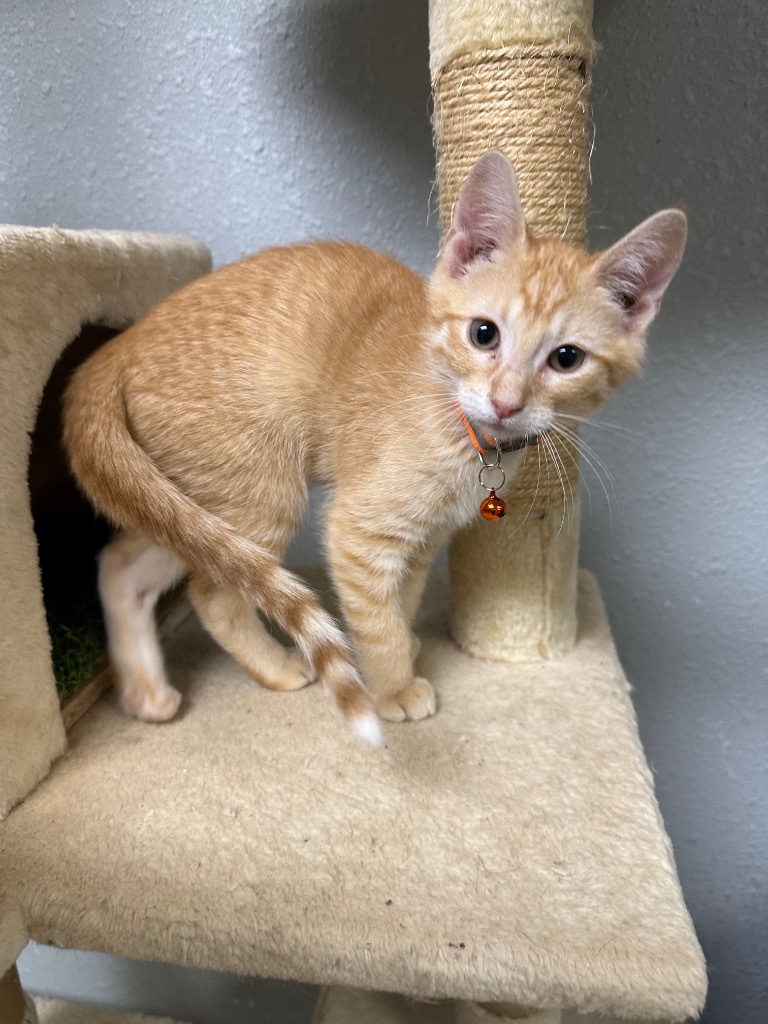 Jesse, an adoptable Domestic Short Hair in Pratt, KS, 67124 | Photo Image 3