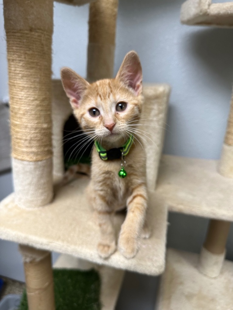 Becky (Rebecca), an adoptable Domestic Short Hair in Pratt, KS, 67124 | Photo Image 1