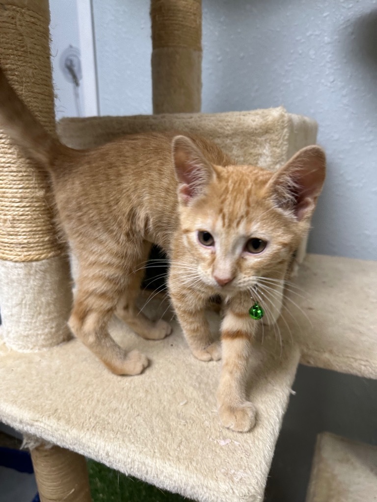 Becky (Rebecca), an adoptable Domestic Short Hair in Pratt, KS, 67124 | Photo Image 2