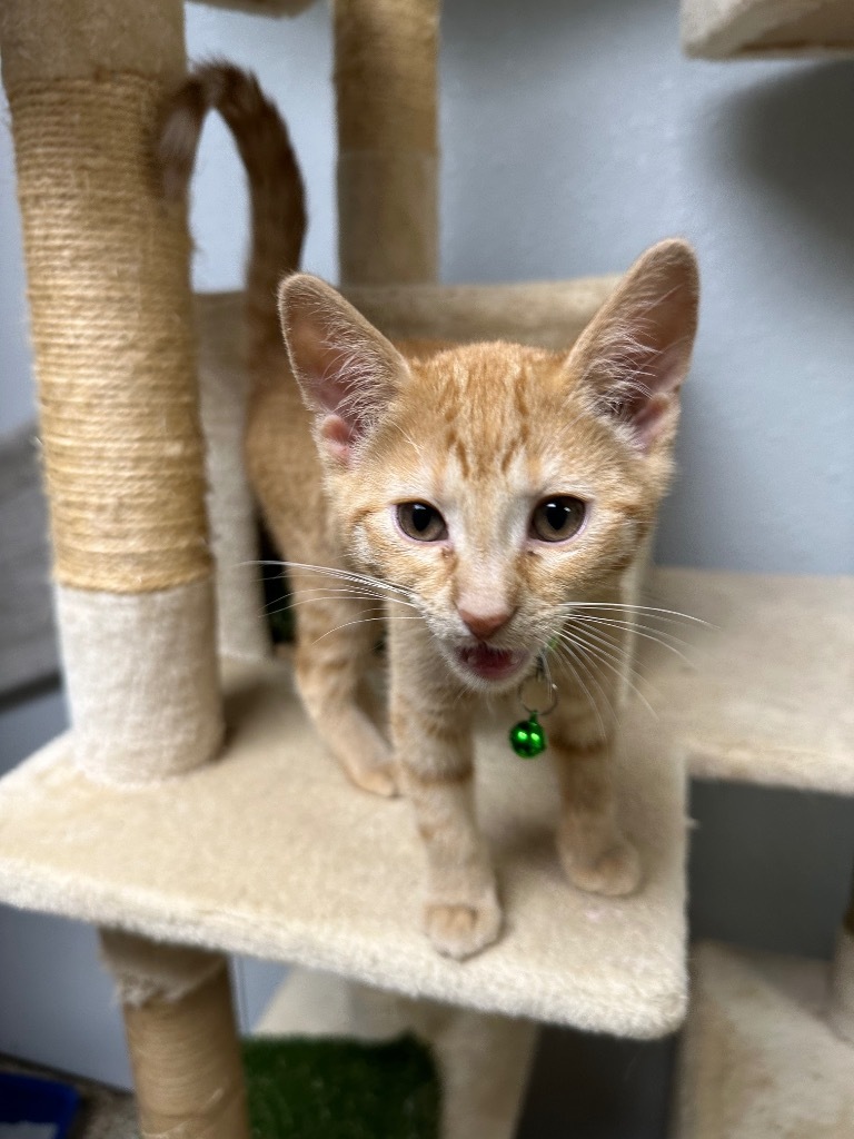 Becky (Rebecca), an adoptable Domestic Short Hair in Pratt, KS, 67124 | Photo Image 3