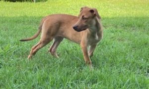 Scarlette Coonhound Dog