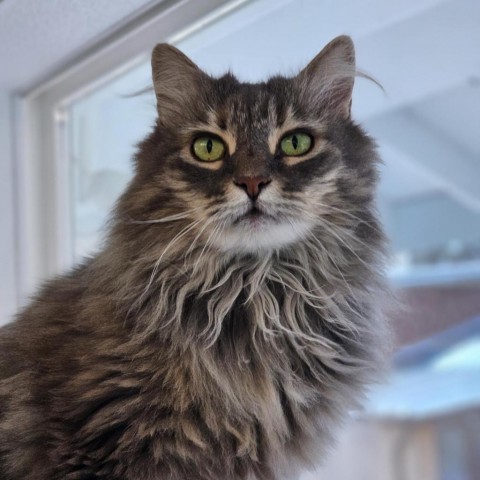 Shadow, an adoptable Domestic Long Hair in Mount Shasta, CA, 96067 | Photo Image 1