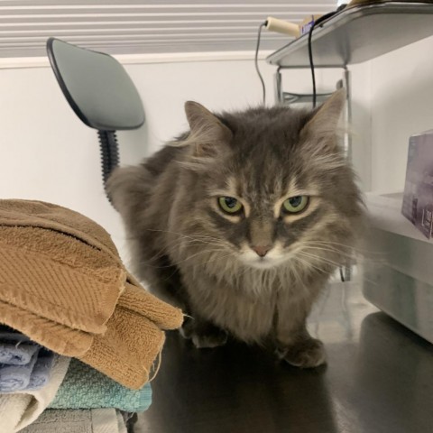 Shadow, an adoptable Domestic Long Hair in Mount Shasta, CA, 96067 | Photo Image 2