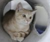Simba 2 photo 1