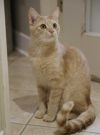 Simba 2 photo 2