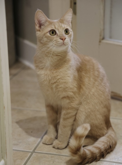 Simba 2, an adoptable Domestic Short Hair in Hastings, MN, 55033 | Photo Image 2