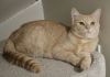 Simba 2 photo 3