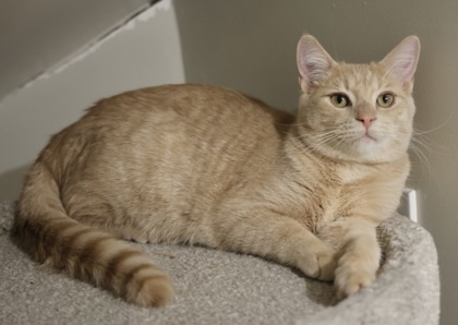 Simba 2, an adoptable Domestic Short Hair in Hastings, MN, 55033 | Photo Image 3