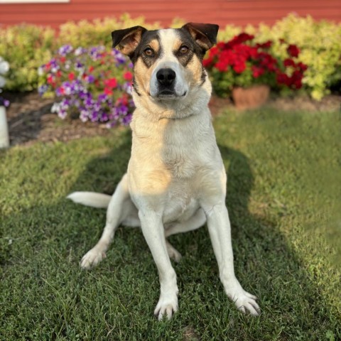 Hoss--In Foster, an adoptable Shepherd, Labrador Retriever in Fargo, ND, 58102 | Photo Image 1