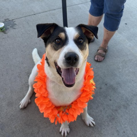 Hoss--In Foster, an adoptable Shepherd, Labrador Retriever in Fargo, ND, 58102 | Photo Image 2