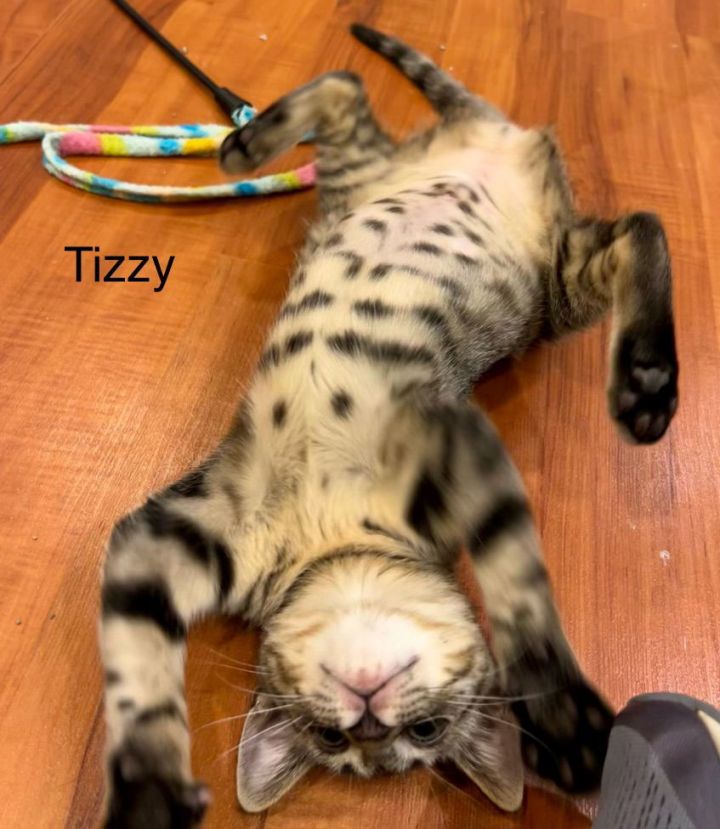 Tizzy 2