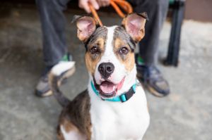 Seabiscuit Catahoula Leopard Dog Dog