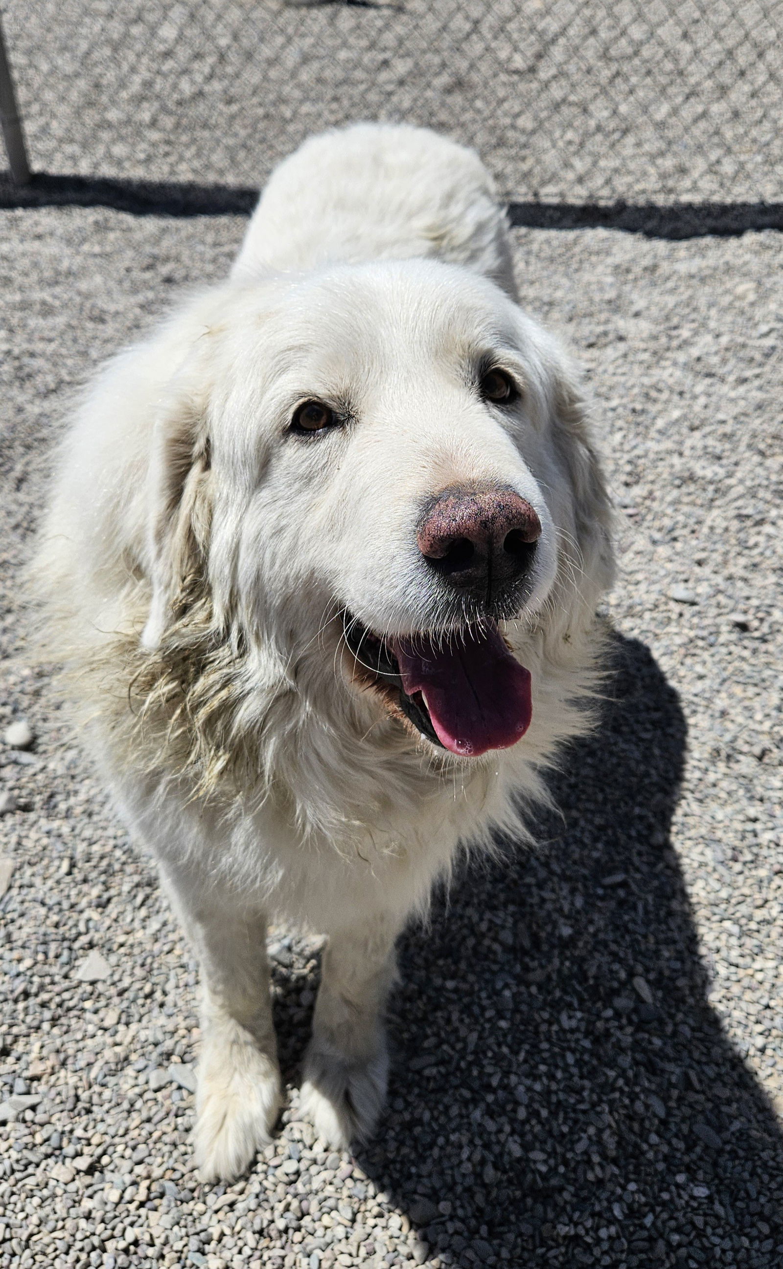 Lady Luna, an adoptable Great Pyrenees in Hamilton, MT, 59840 | Photo Image 1