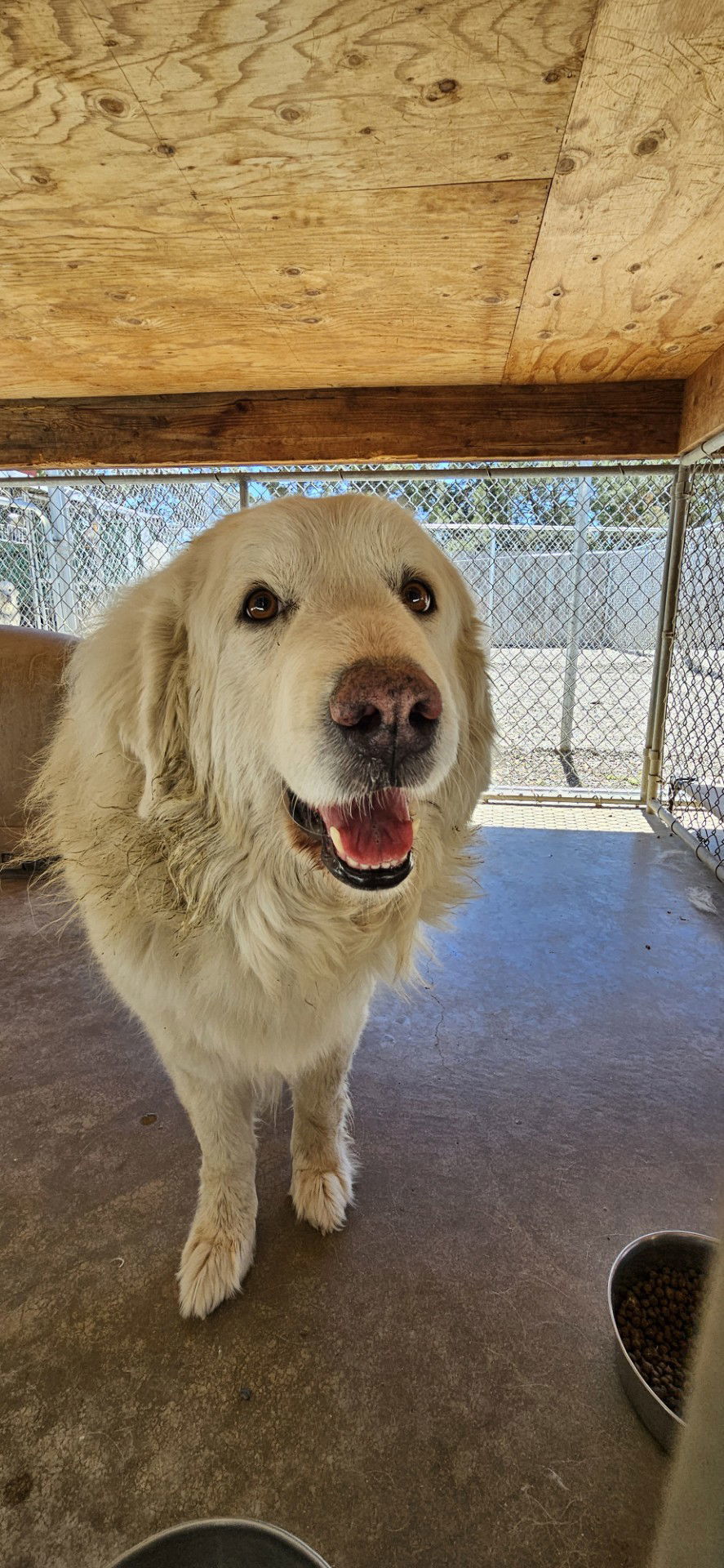 Lady Luna, an adoptable Great Pyrenees in Hamilton, MT, 59840 | Photo Image 2