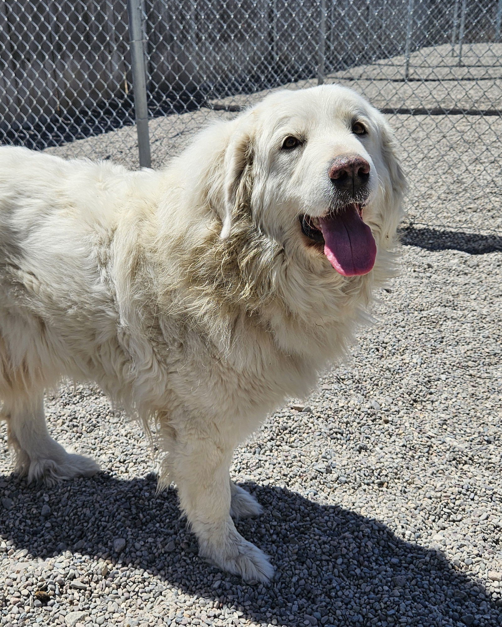 Lady Luna, an adoptable Great Pyrenees in Hamilton, MT, 59840 | Photo Image 3