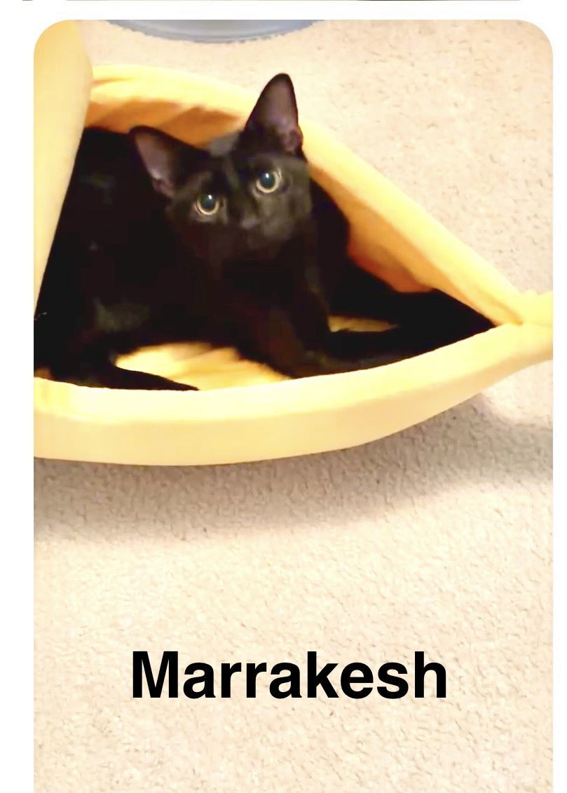 Marrakesh, Bali, Fiji, & Tahiti