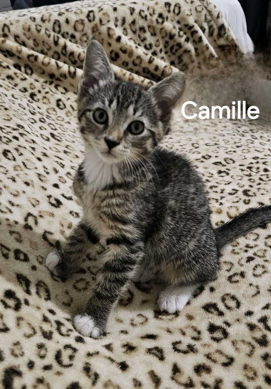 Camille (24-582)