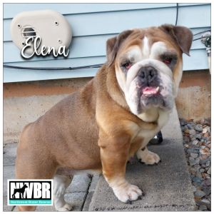 Elena English Bulldog Dog