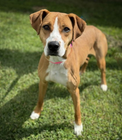 Bingo, an adoptable Mixed Breed in Gwinn, MI, 49841 | Photo Image 1