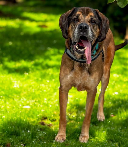 Moose, an adoptable Bloodhound in Gwinn, MI, 49841 | Photo Image 1