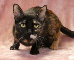 A5638253 Annie is a darling tortie who was brought to the Care Center as a stray on July 9 We