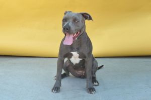 A5636630 Impala is a Pitbull who came to the Baldwin Park Animal Care Center as