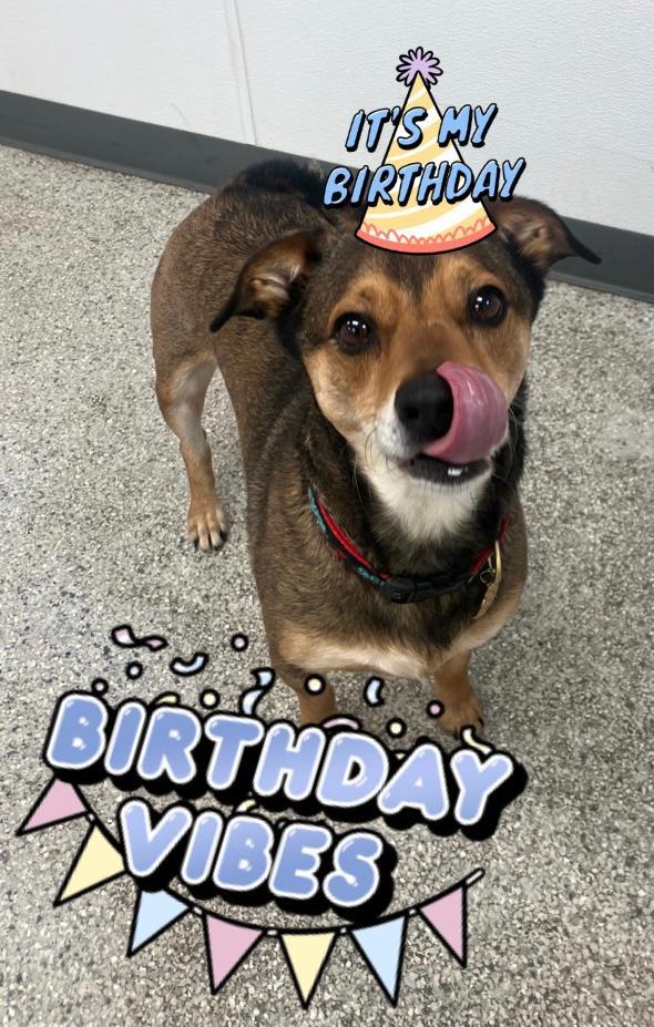 Moon - Emotional Support Dog - So Ca
