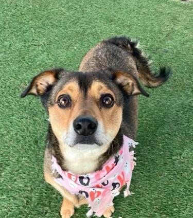 Moon - Emotional Support Dog - So Ca, an adoptable Beagle, Spaniel in Los Angeles, CA, 90024 | Photo Image 1