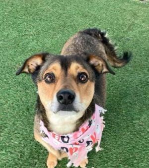Moon was brought to a boardingtraining facility and never picked up Poor sweet guy was left in a
