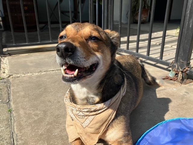 Moon - Emotional Support Dog - So Ca, an adoptable Beagle, Spaniel in Los Angeles, CA, 90024 | Photo Image 2